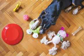 Picture for category DOG TOYS UNDER $15